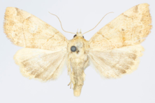 Cosmia trapezina