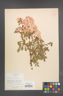 Rosa floribunda [KOR 36365]