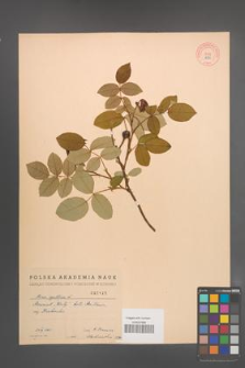 Rosa gallica [KOR 2125]
