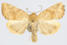 Cosmia trapezina