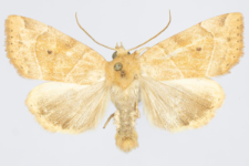 Cosmia trapezina