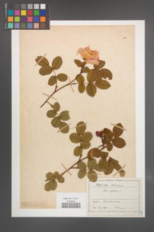 Rosa gallica [KOR 17986]