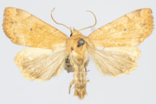 Cosmia trapezina