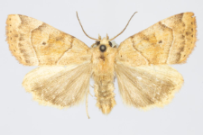 Cosmia trapezina