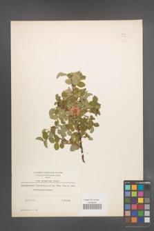 Rosa heckeliana [KOR 36331]