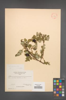 Rosa heckeliana [KOR 18042]