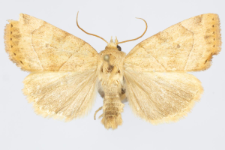 Cosmia trapezina