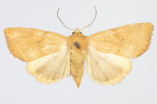 Cosmia trapezina