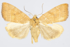 Cosmia trapezina