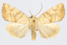 Cosmia trapezina