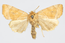 Cosmia trapezina