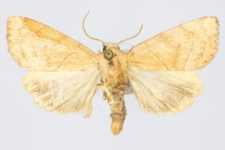 Cosmia trapezina