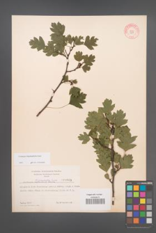 Crataegus rhipidophylla [KOR 4003]