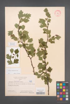 Crataegus rhipidophylla [KOR 4187]