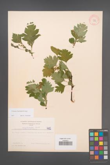 Crataegus rhipidophylla [KOR 4492]