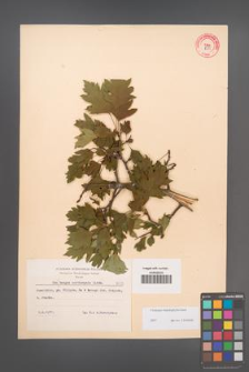 Crataegus rhipidophylla [KOR 8535]