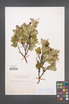 Crataegus rhipidophylla [KOR 27682]