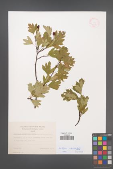Crataegus rhipidophylla [KOR 48223]