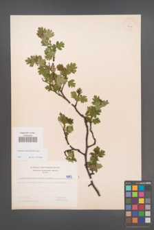 Crataegus rhipidophylla [KOR 4997]