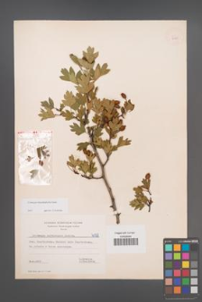 Crataegus rhipidophylla [KOR 6028]