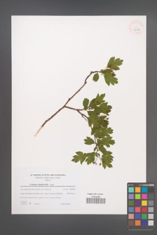 Crataegus rhipidophylla [KOR 39443]