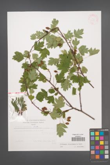 Crataegus rhipidophylla [KOR 31185]