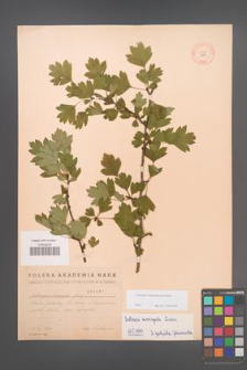 Crataegus rhipidophylla [KOR 1871]