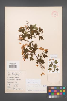 Crataegus rhipidophylla [KOR 4961]