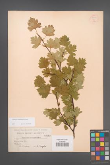 Crataegus rhipidophylla [KOR 55477]