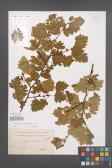 Crataegus rhipidophylla [KOR 55479]