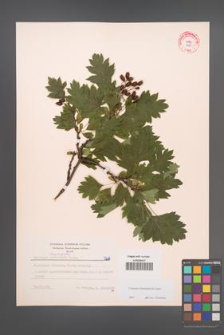 Crataegus rhipidophylla [KOR 7225]