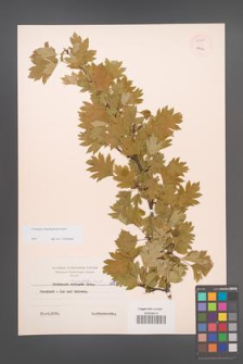 Crataegus rhipidophylla [KOR 55481]