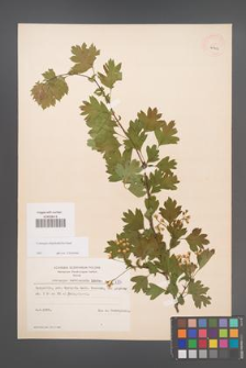 Crataegus rhipidophylla [KOR 7796]