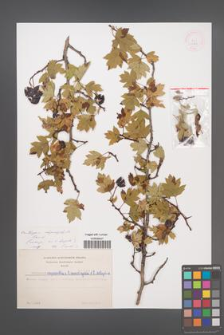 Crataegus rhipidophylla [KOR 3281]