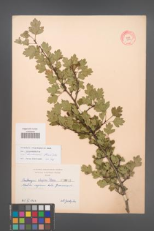 Crataegus rhipidophylla [KOR 3042]