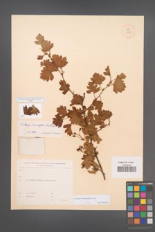 Crataegus rhipidophylla [KOR 13237]