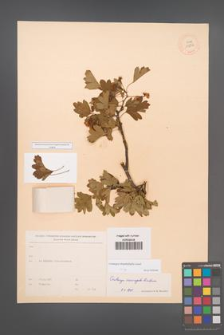 Crataegus rhipidophylla [KOR 13236]