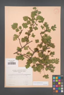 Crataegus rhipidophylla [KOR 30840]