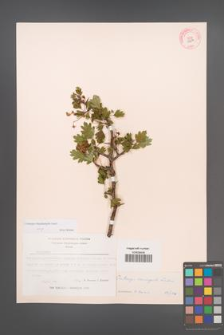 Crataegus rhipidophylla [KOR 13234]