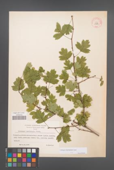 Crataegus rhipidophylla [KOR 13245]