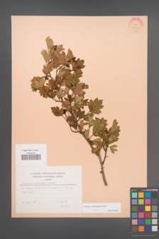 Crataegus rhipidophylla [KOR 30649]