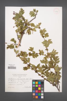 Crataegus rhipidophylla [KOR 43945]