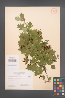 Crataegus rhipidophylla [KOR 4493]