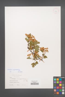 Crataegus rhipidophylla [KOR 25792]
