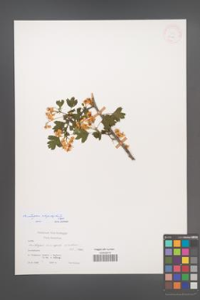 Crataegus rhipidophylla [KOR 25788]