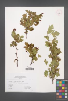 Crataegus rhipidophylla [KOR 45037]