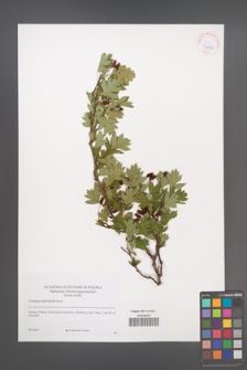 Crataegus rhipidophylla [KOR 42216]