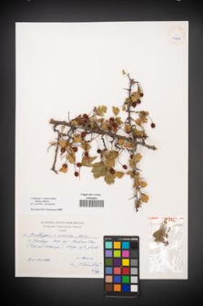 Crataegus ×sinaica [KOR 40158]