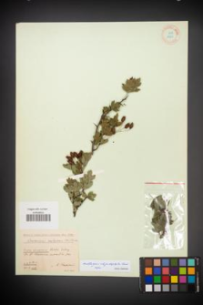 Crataegus rhipidophylla [KOR 13213]