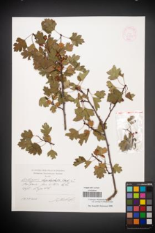 Crataegus rhipidophylla [KOR 44844]